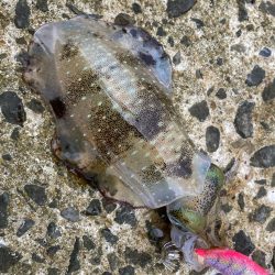 イカのちタチウオ