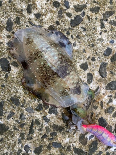 イカのちタチウオ