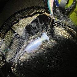 秋🦑釣れます😊