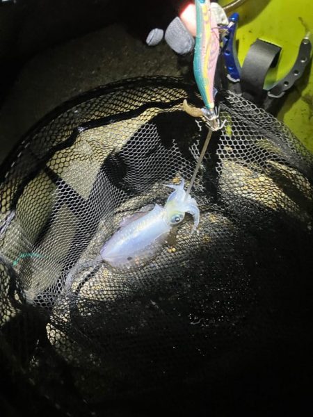 秋🦑釣れます😊