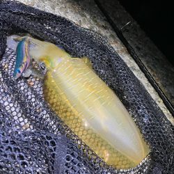 秋🦑釣れました😊