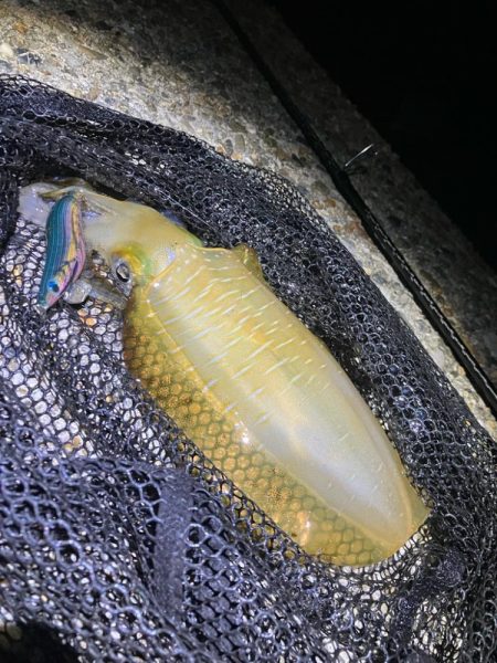 秋🦑釣れました😊