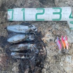 2025 佐渡ヶ島エギング Vol.8【9月12日】