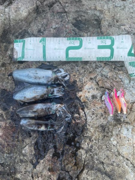 2025 佐渡ヶ島エギング Vol.8【9月12日】