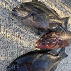 エビ撒きで五目釣り