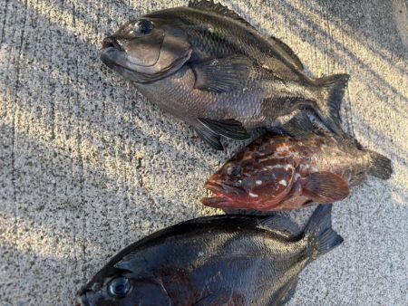 エビ撒きで五目釣り