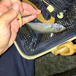 夜釣りからの朝マヅメ