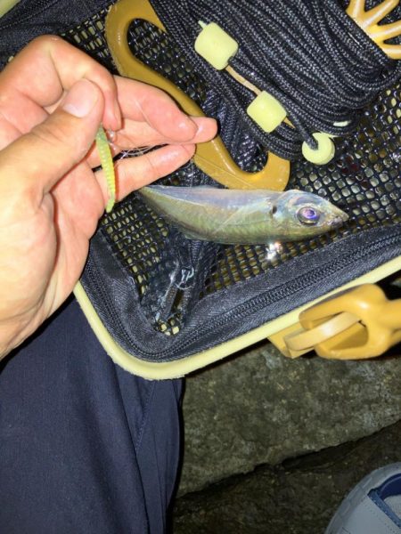 夜釣りからの朝マヅメ