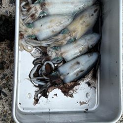 廃盤カラーロスト…