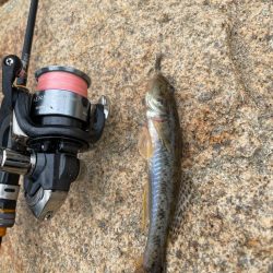 淀川ハゼ釣り大会2025