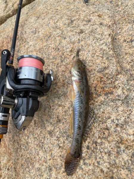 淀川ハゼ釣り大会2025