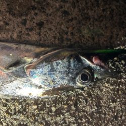 3年ぶりの太刀魚