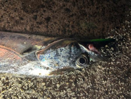 3年ぶりの太刀魚