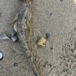 まだハゼクラ！