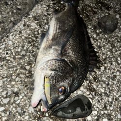 排水エリアでチヌ！