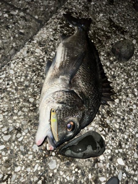 排水エリアでチヌ！