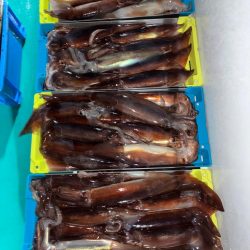 イカメタル7回目今期ラスト釣行