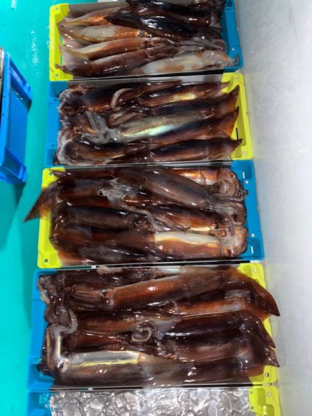 イカメタル7回目今期ラスト釣行