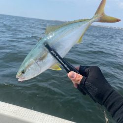 サゴシ入れ食い