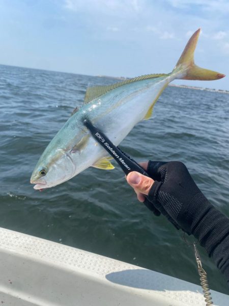 サゴシ入れ食い