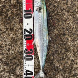 サゴシシーズン3