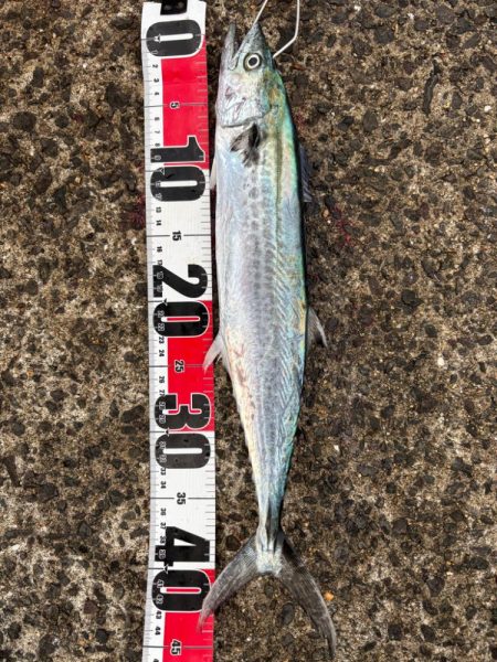 サゴシシーズン3