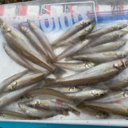 シロギスタ:小時々、中