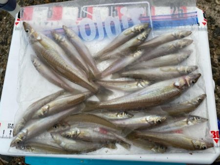 シロギスタ:小時々、中