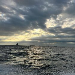 意外にも初のホウボウ