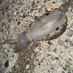 仕事終わりの釣行