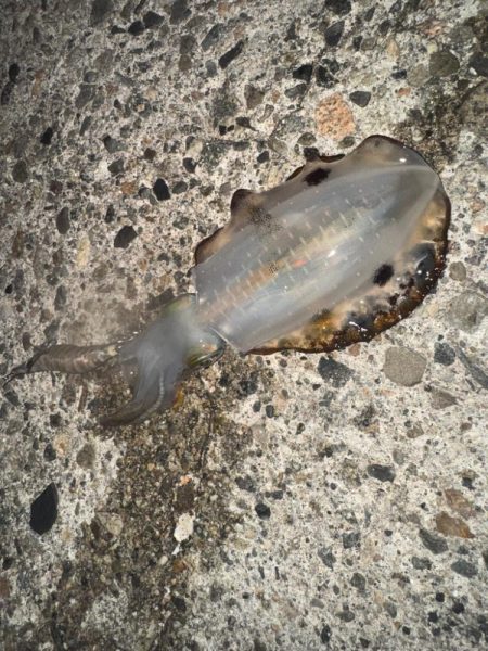 仕事終わりの釣行