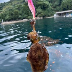 【京都】秋イカ探し