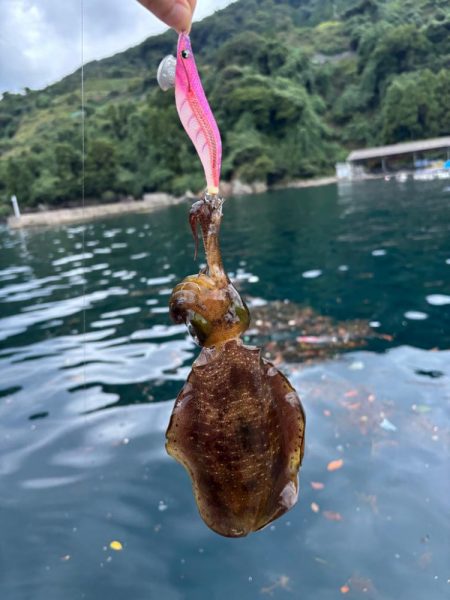 【京都】秋イカ探し