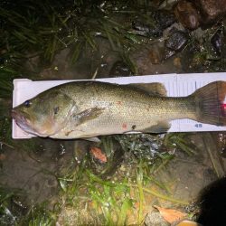 タイニークラッシュでキタ！