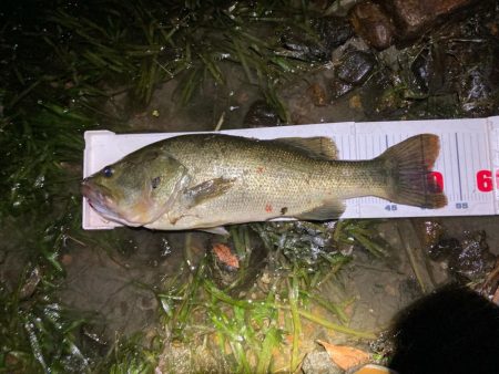 タイニークラッシュでキタ！