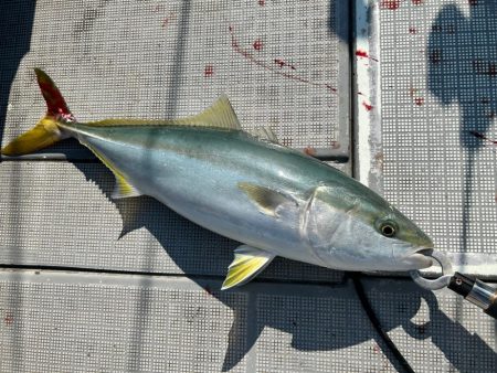 初の紀北ジギング！