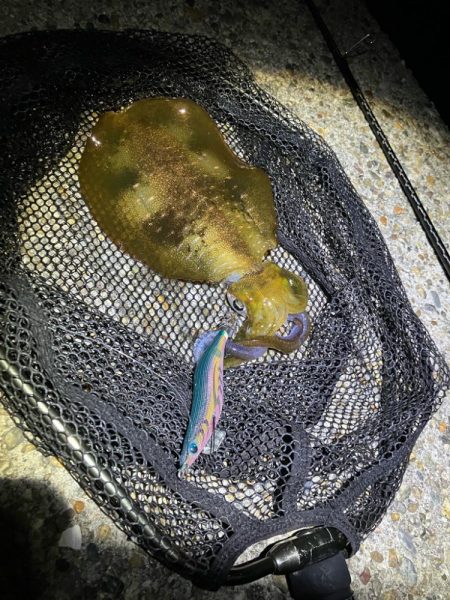 秋🦑釣り楽しいǶ…