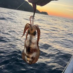 ちょいップラン