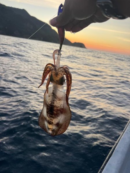 ちょいップラン