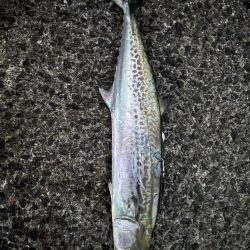 サゴシシーズン 4