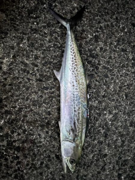 サゴシシーズン 4