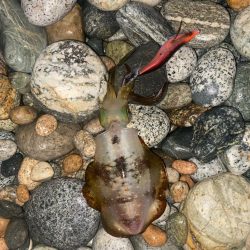 アオリとツバイソ