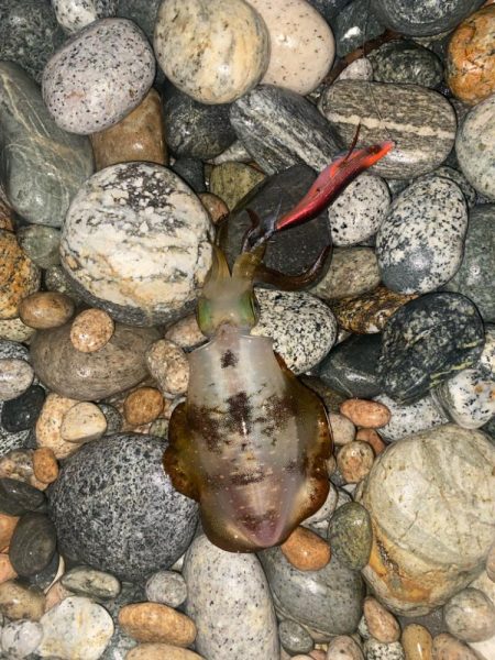 アオリとツバイソ