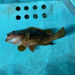 激渋のナイトアオリ