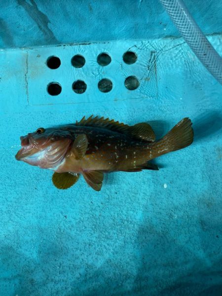 激渋のナイトアオリ