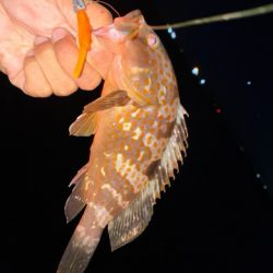 アコウばかり、でもね・・・