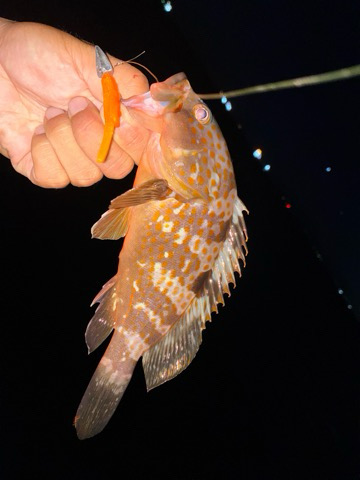 アコウばかり、でもね・・・