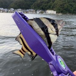 久々マヅメ狙いライトゲーム、ライトエギング　