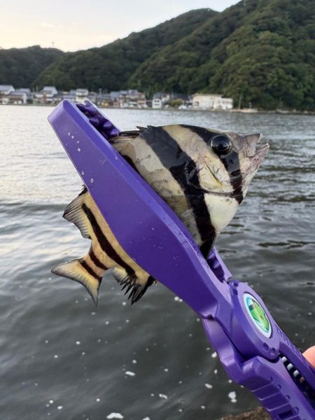 久々マヅメ狙いライトゲーム、ライトエギング…