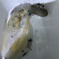 ナイトエギング